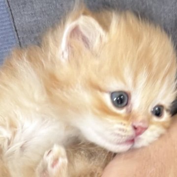 ミヌエット(長足)【東京都・男の子・2025年10月23日・レッドタビー（ロング）】の写真「声がすると鳴いて寄って来る甘えん坊さん」