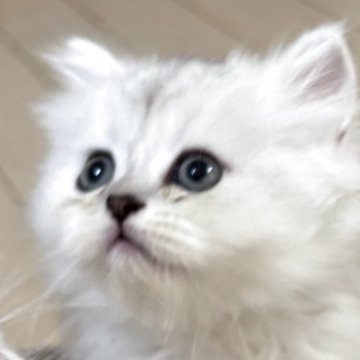 ミヌエット(長足)【東京都・女の子・2025年10月23日・チンチラシルバー（ロング）】の写真「優しいお顔の女の子」