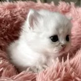 ミヌエット(長足)