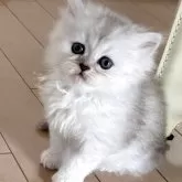 ミヌエット(長足)