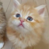 ミヌエット(長足)