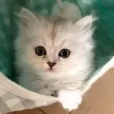 ミヌエット(長足)