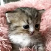 ミヌエット(長足)【東京都・男の子・2025年10月23日・ブルーブラウン】の写真9