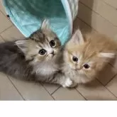 ミヌエット(長足)【東京都・男の子・2025年10月23日・ブルーブラウン】の写真2