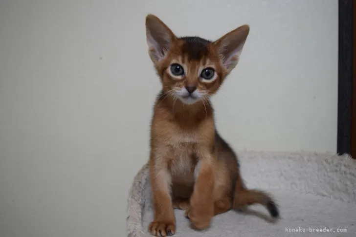 ID：2103-01545の子猫