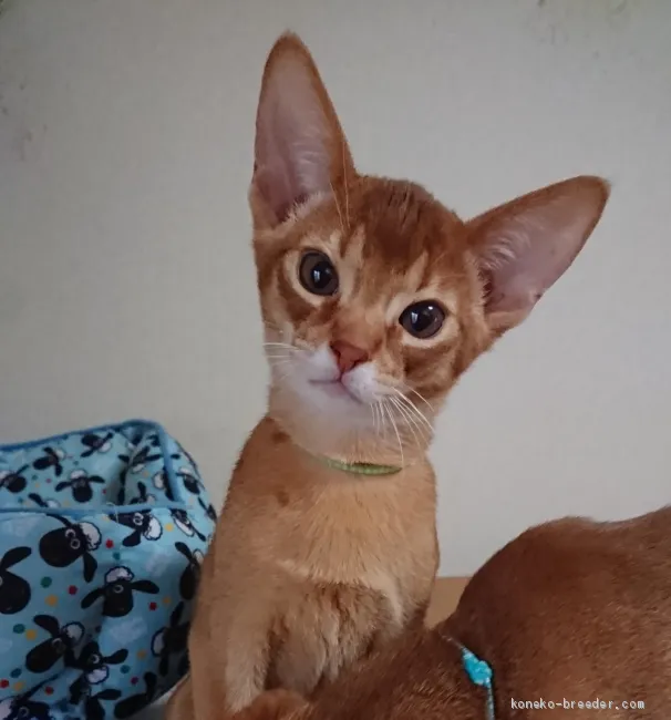 アビィ 様のお迎えした子猫