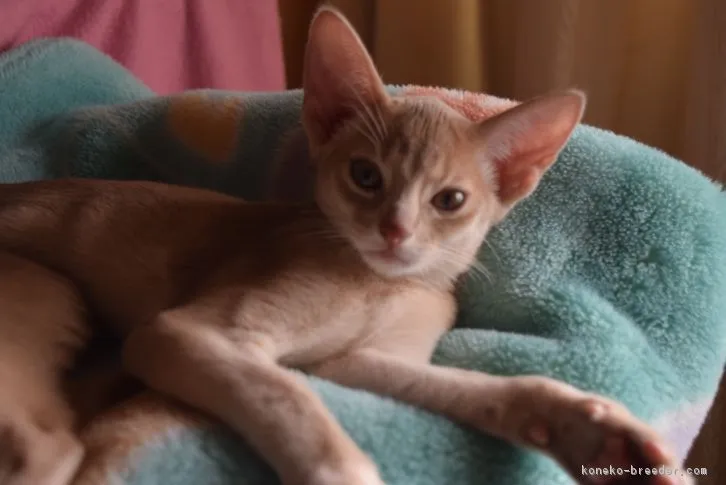 アラレ 様のお迎えした子猫