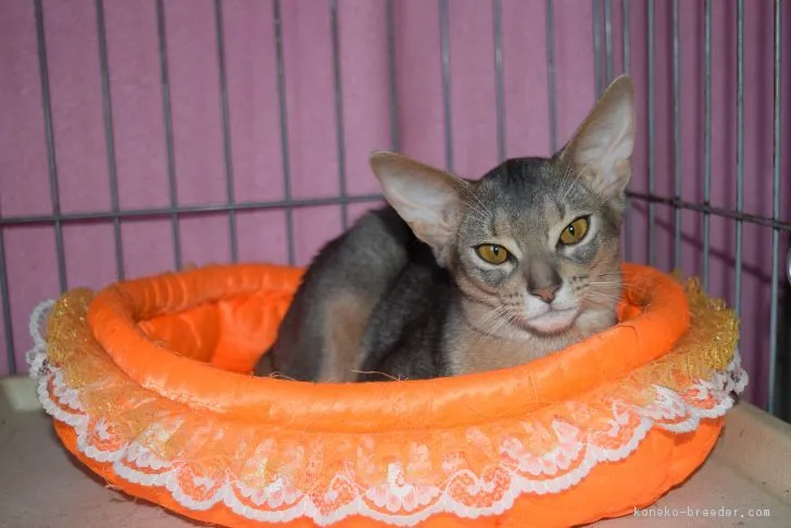 ID：1707-00248の子猫