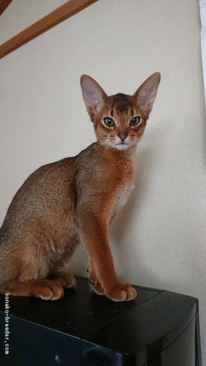 ID:2001-00165の子猫