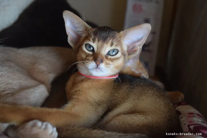 あみちゃん 様のお迎えした子猫