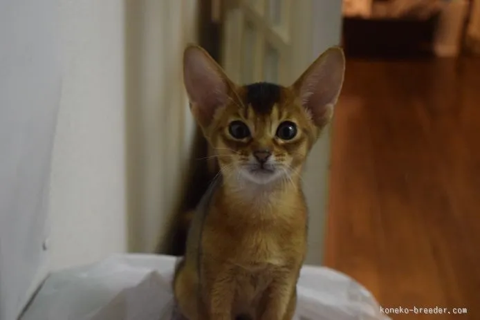 レオっち 様のお迎えした子猫