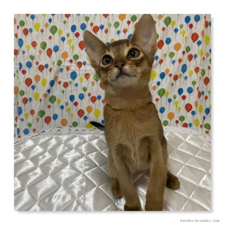 ID：2304-02928の子猫