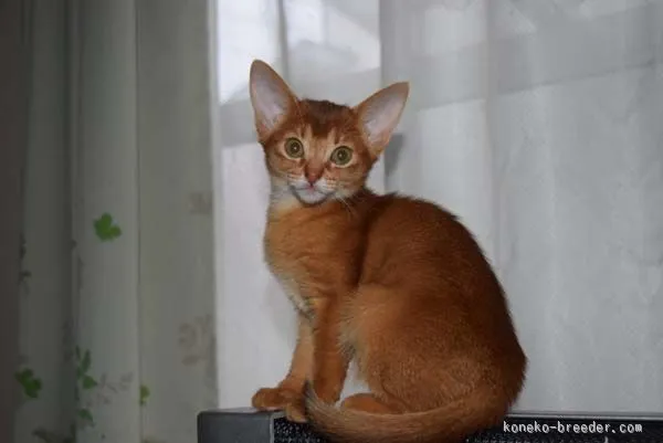 StudioHide 様のお迎えした子猫