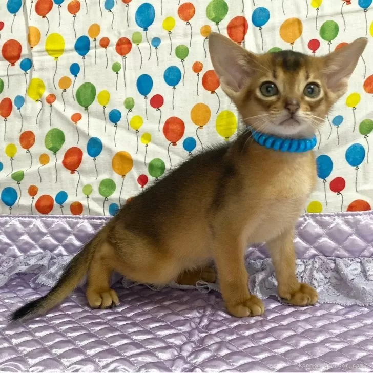 ID:2411-01087の子猫