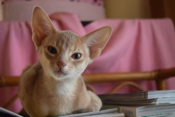 アビシニアン【熊本県・女の子・2016年2月28日・フォーン】の写真「甘えん坊な女の子です。」