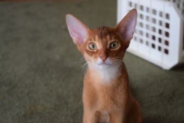 アビシニアン【熊本県・男の子・2015年4月28日・レッド】の写真「人が大好きで、とても甘えん坊です。」