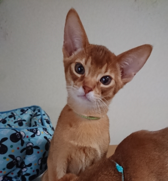 アビシニアン【熊本県・男の子・2019年9月25日・レッド】の写真「甘えん坊な男の子」