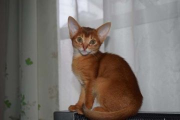 アビシニアン【熊本県・女の子・2015年11月20日・レッド】の写真「」