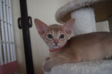 アビシニアン【熊本県・女の子・2020年5月27日・フォーン】の写真「元気いっぱいな女の子」