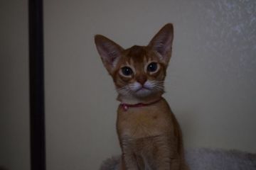 アビシニアン【熊本県・女の子・2019年9月25日・レッド】の写真「甘えん坊な女の子」