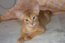 アビシニアン【熊本県・男の子・2016年12月17日・レッド】の写真3