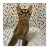 アビシニアン【熊本県・男の子・2023年1月14日・ルディ】の写真4