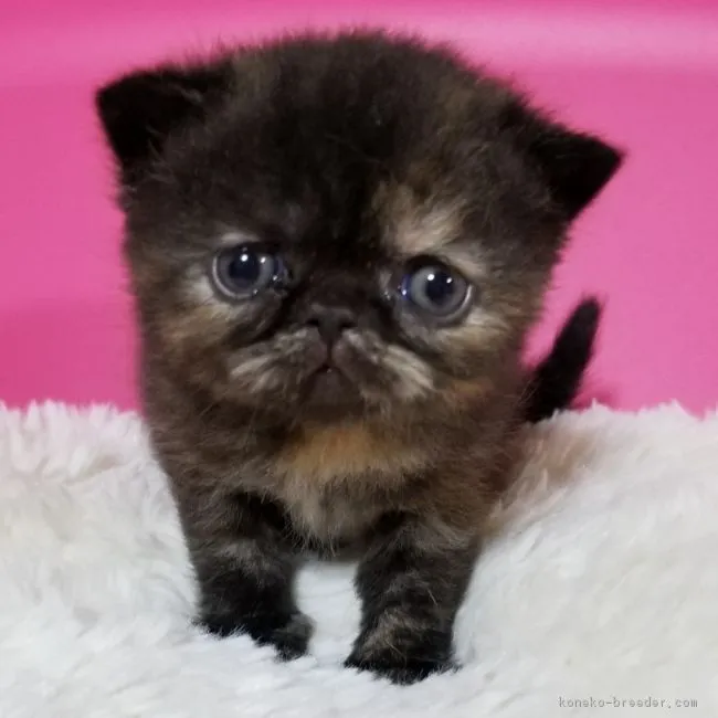 ID：1805-01294の子猫