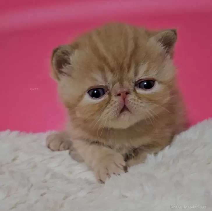 ID：2404-00499の子猫