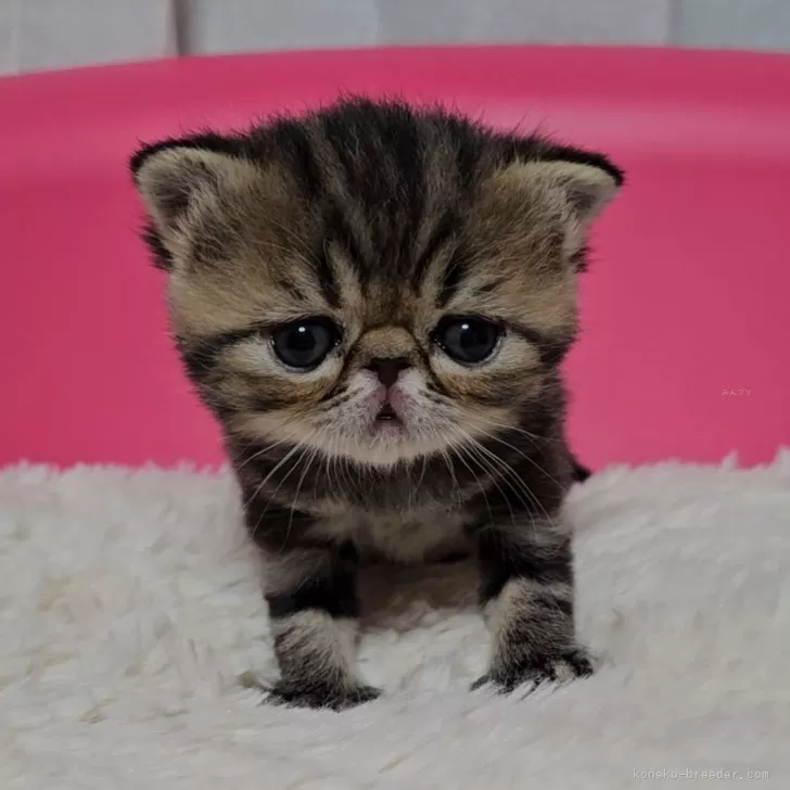 ID：2404-02299の子猫