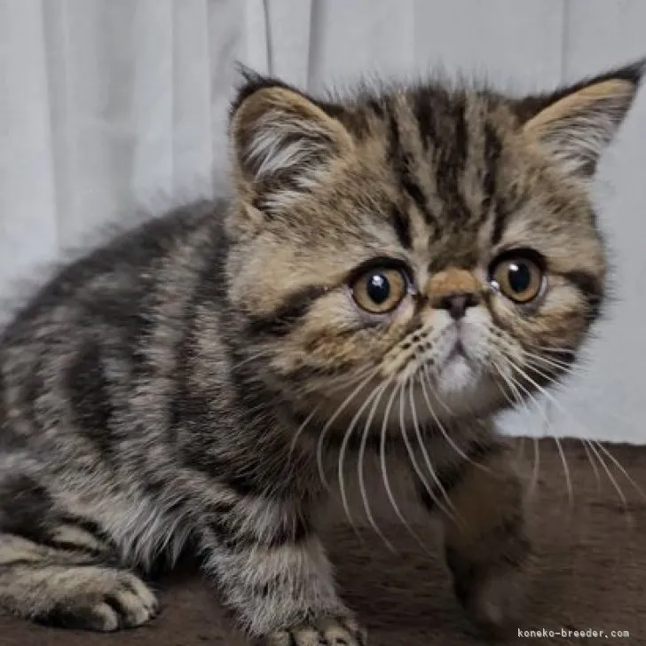 パンダ 様のお迎えした子猫