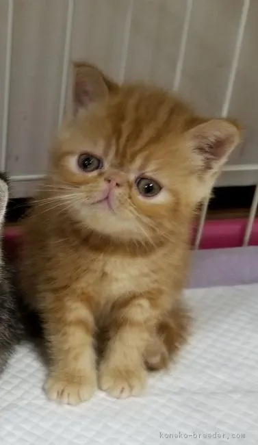 ID:1812-00181の子猫