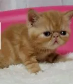 エキゾチックショートヘア【大阪府・男の子・2021年10月13日・レッドタビー】の写真2「11/12撮影」