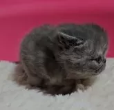 エキゾチックショートヘア【大阪府・女の子・2024年3月13日・ブルークリーム】の写真3「4/5撮影　ペッタンコ顔」