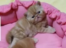 エキゾチックショートヘア【大阪府・男の子・2021年10月13日・レッドタビー】の写真5「11/9撮影」