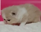 エキゾチックショートヘア【大阪府・女の子・2023年3月26日・クリームタビー&ホワイト】の写真5「4/15撮影」