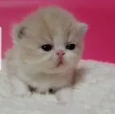 エキゾチックショートヘア【大阪府・女の子・2023年3月26日・クリームタビー&ホワイト】の写真5「4/15撮影」