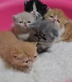 エキゾチックショートヘア【大阪府・男の子・2024年3月13日・クリームタビー】の写真5「4/5撮影　5匹兄妹　三男君」