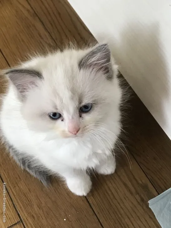 ID:2104-01705の子猫