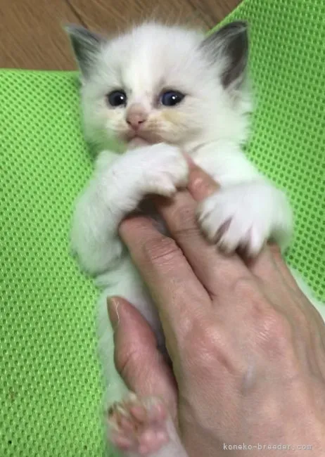 ID:2104-00492の子猫