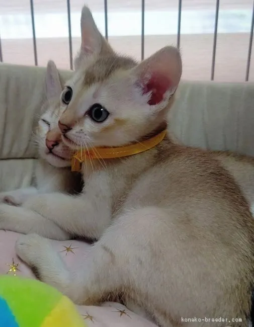 ID：2004-00089の子猫