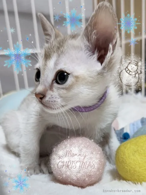 ID:2112-00781の子猫