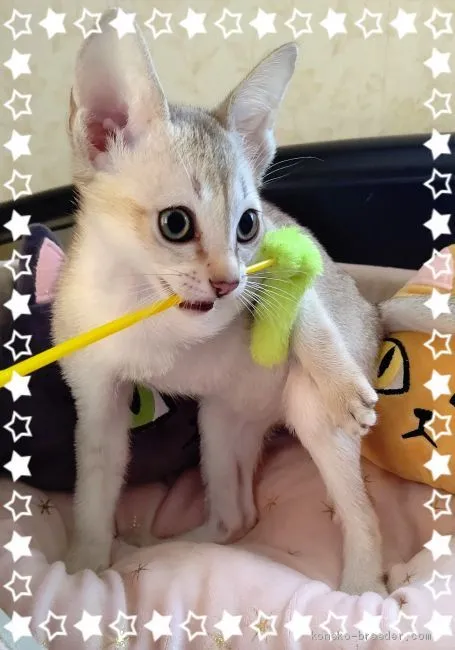 新之助ママ 様のお迎えした子猫