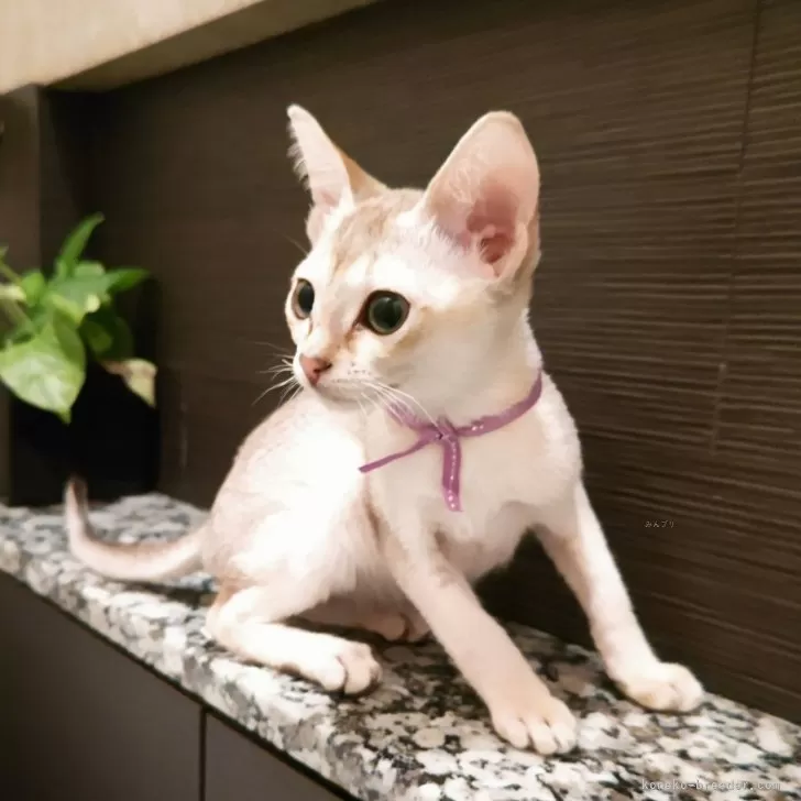 K.H 様のお迎えした子猫
