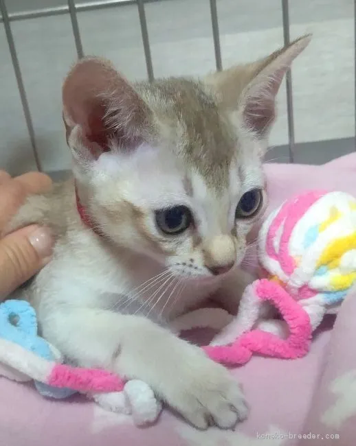 チアン 様のお迎えした子猫