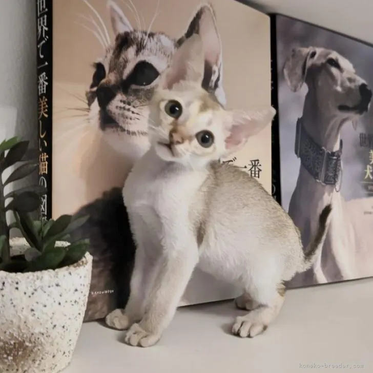 ID:2209-01401の子猫