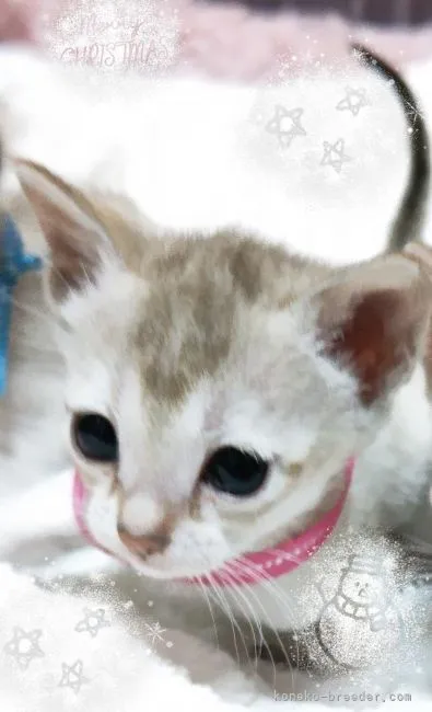ID:2112-00299の子猫