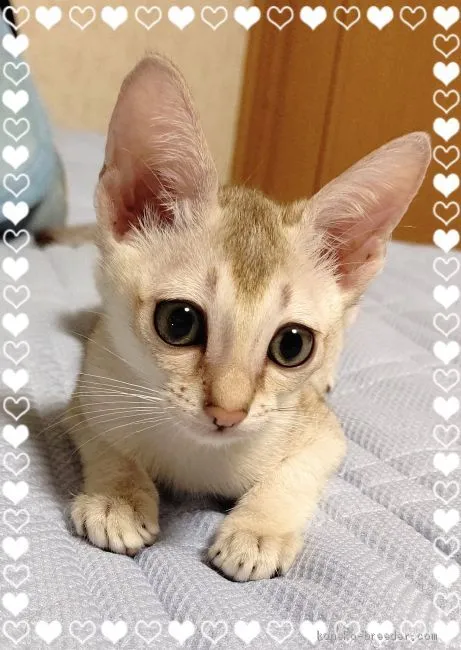 ID：2010-00088の子猫