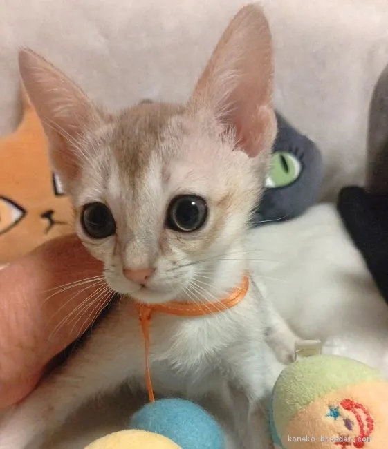 ID:2005-00940の子猫