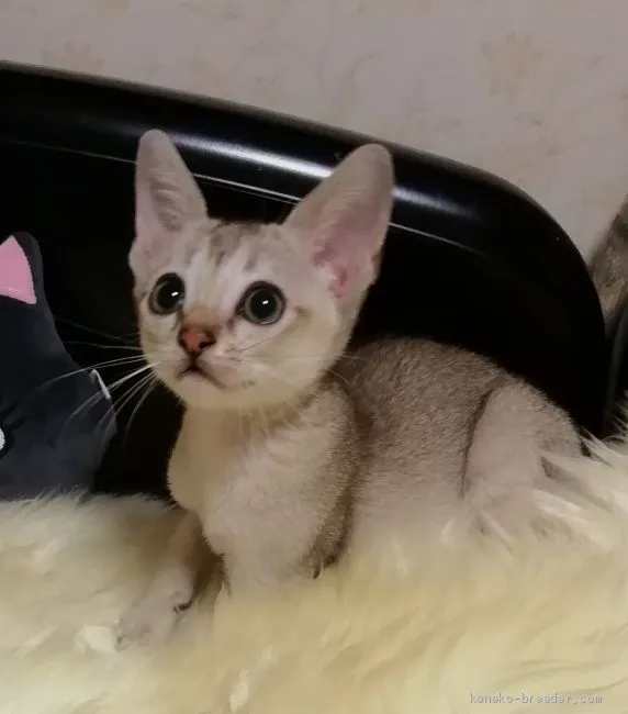 ID:1904-00676の子猫
