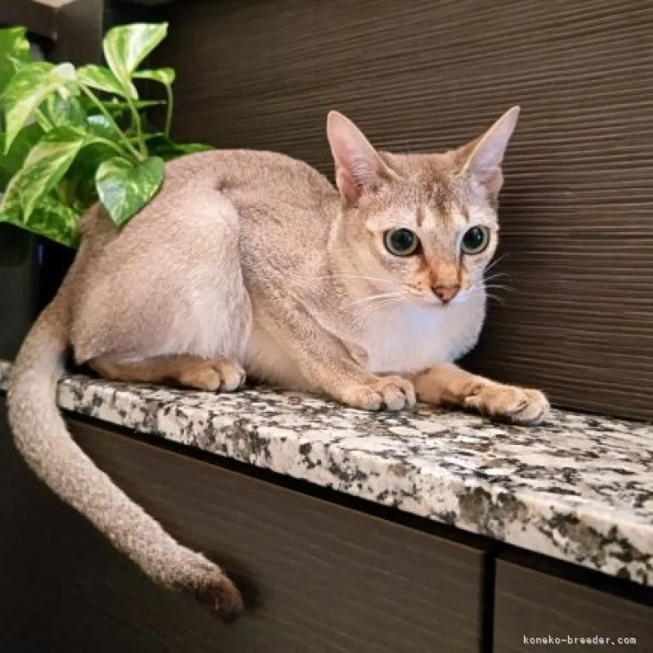 ID:2305-03810の子猫